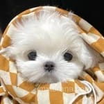 Avatar Julia Morales